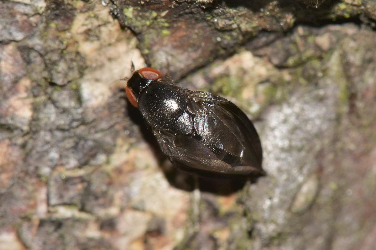 Drosophilidae?  S, Stegana (Stegana) cfr. furta